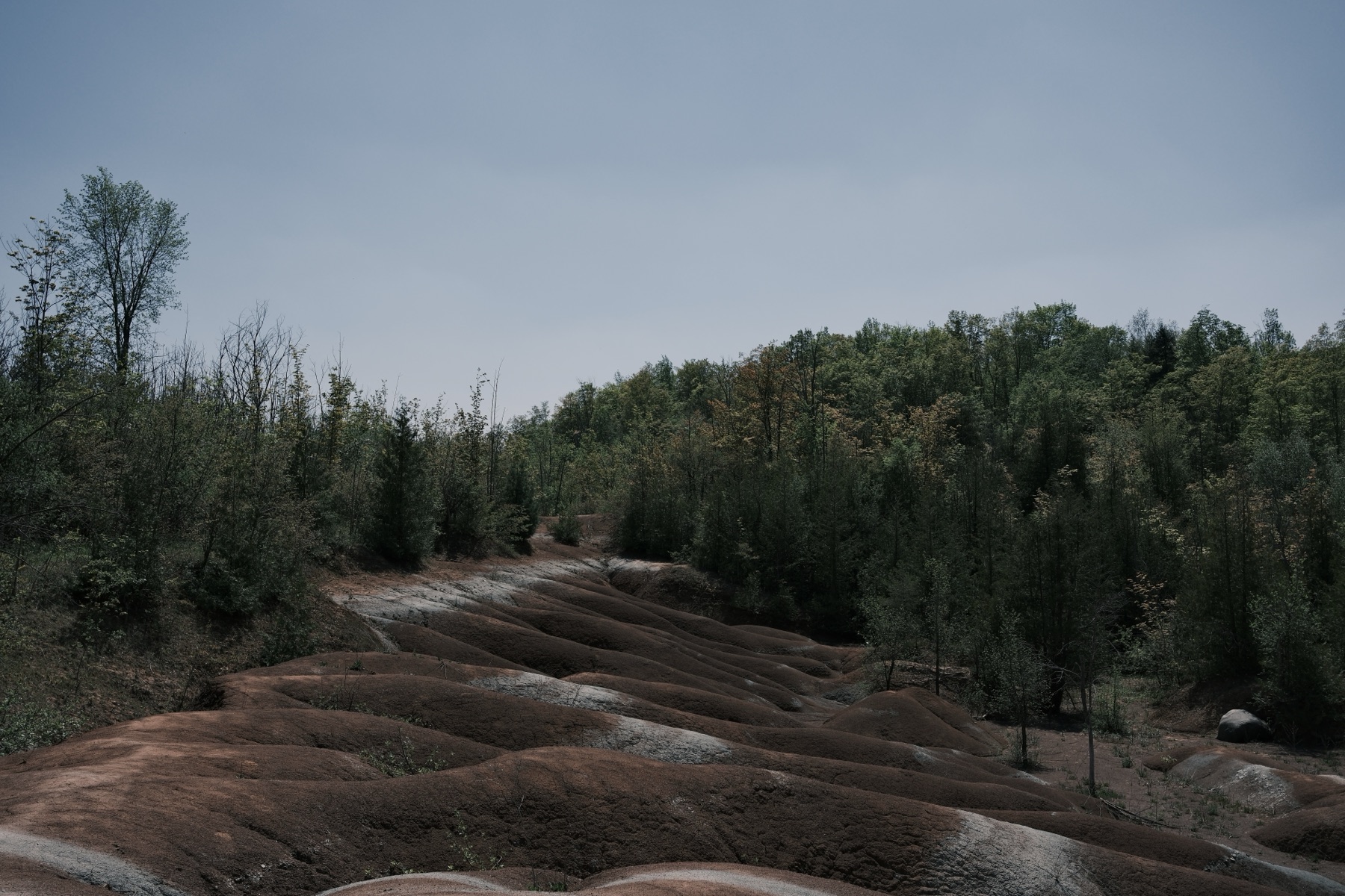 A ridge of red clay rising into pines