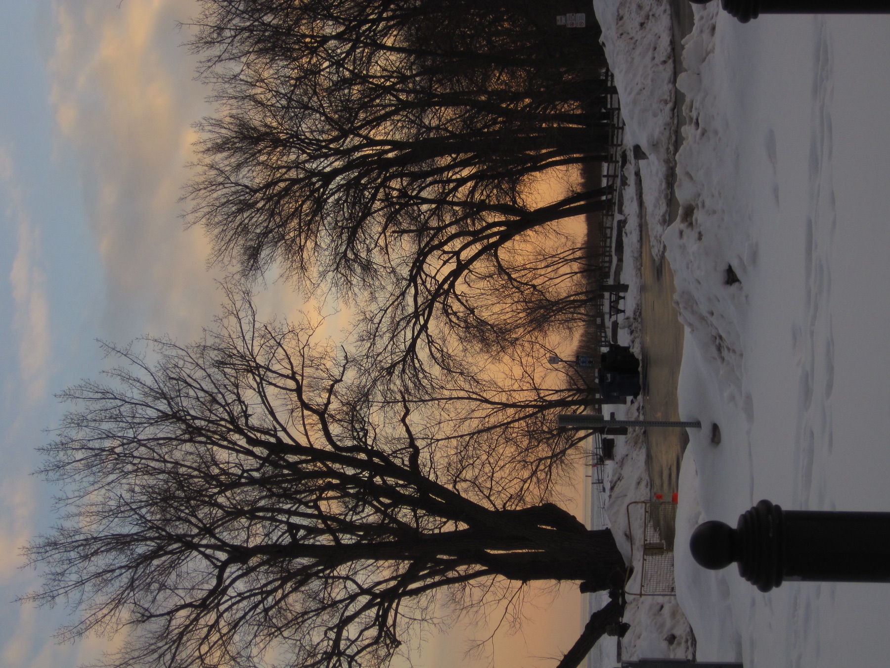 Bare trees against a pink and gold winter sky