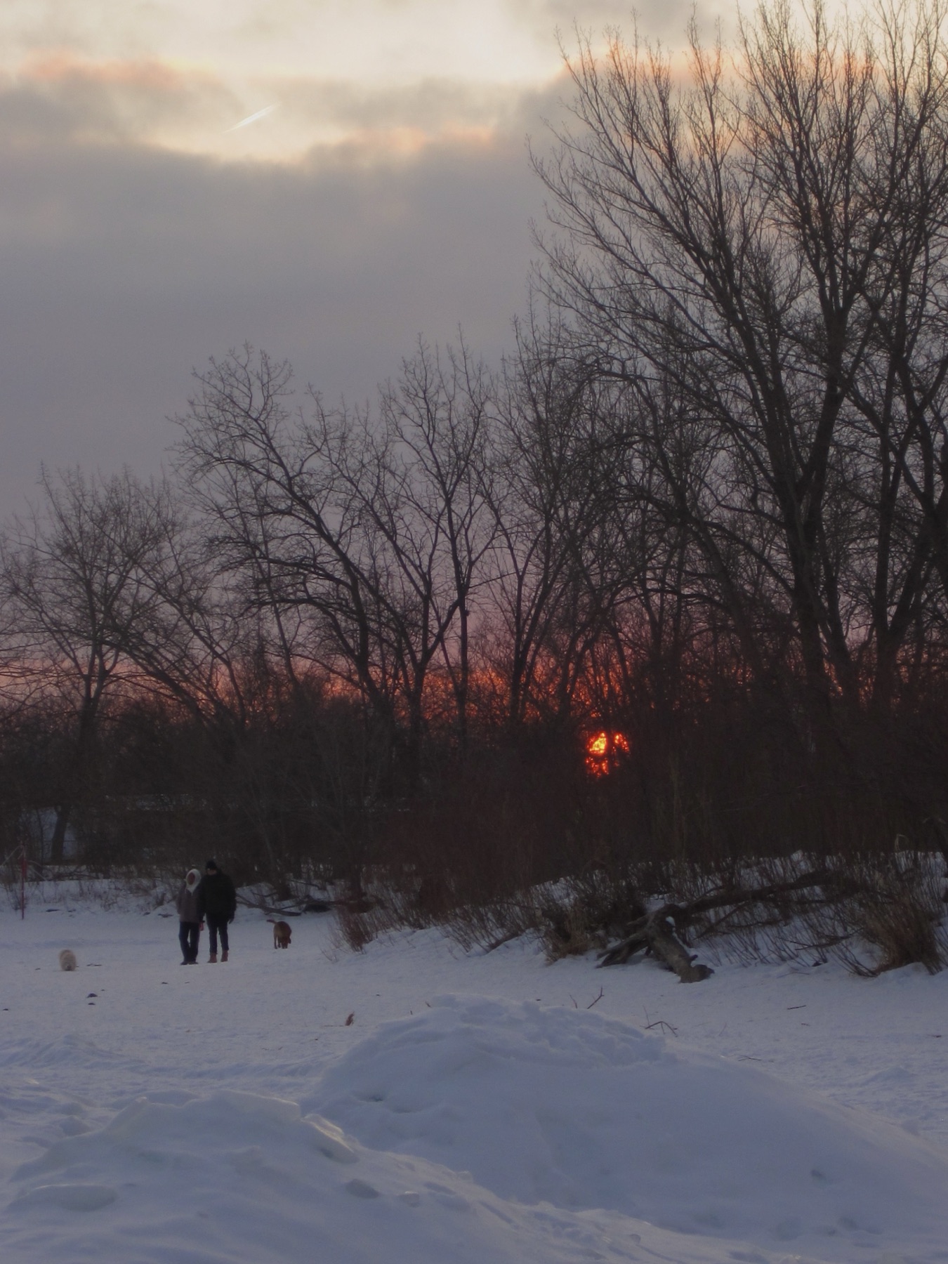 The orange sun setting through bare trees over snow