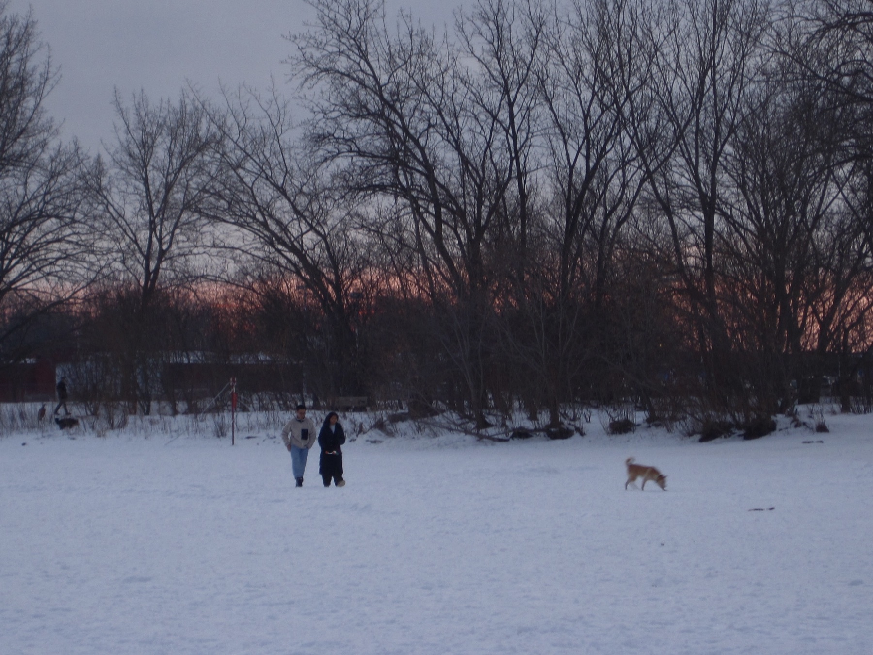 Two people and a dog on the wide snow field