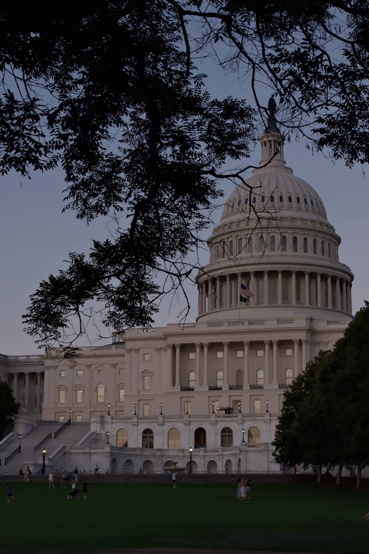 The dome at dusk through branches