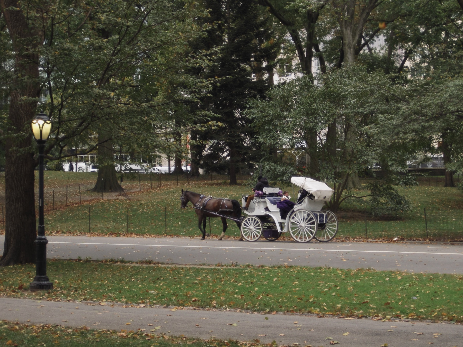 A white carriage and dark horse on the drive