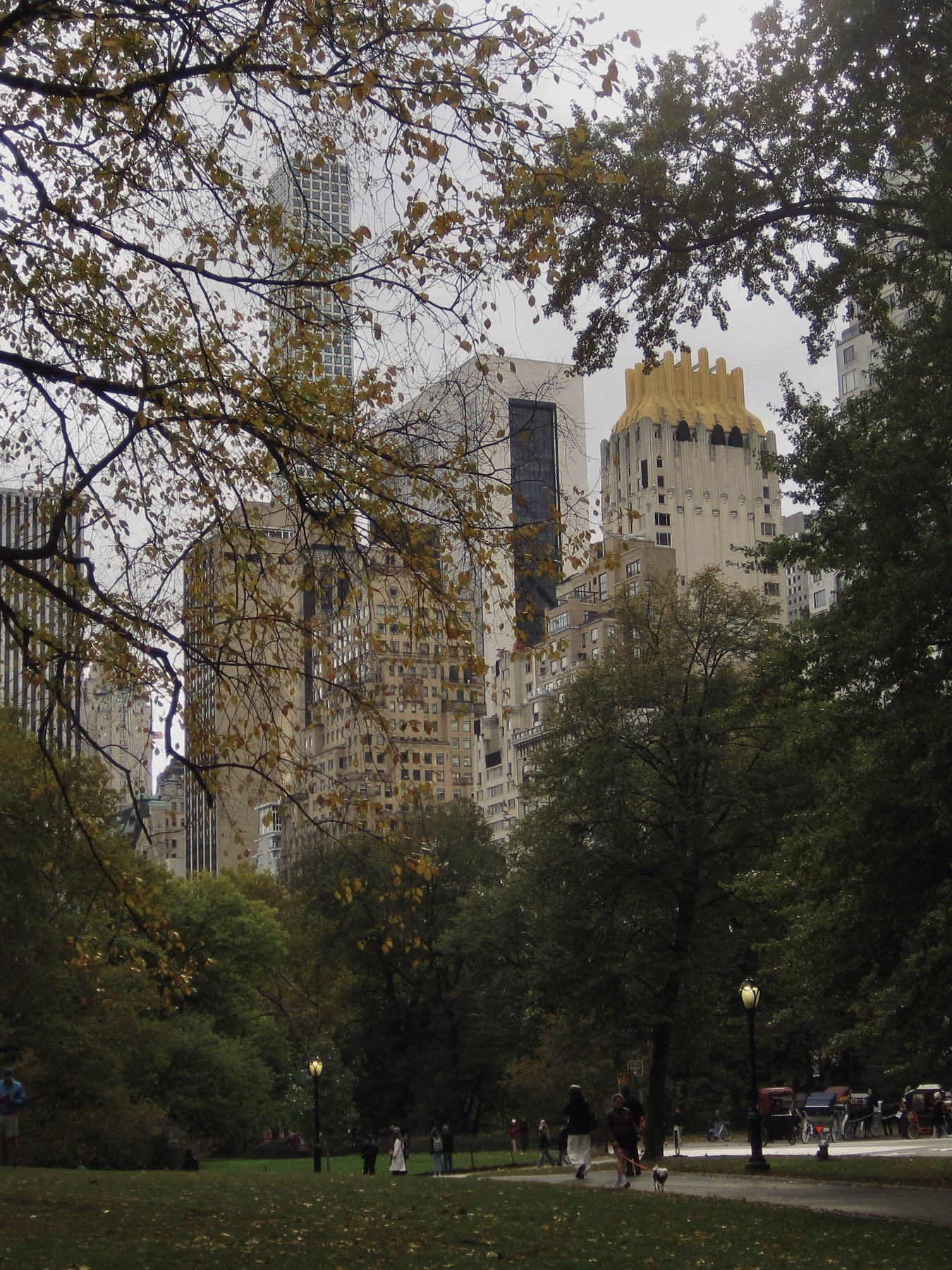 The skyline seen through turning branches
