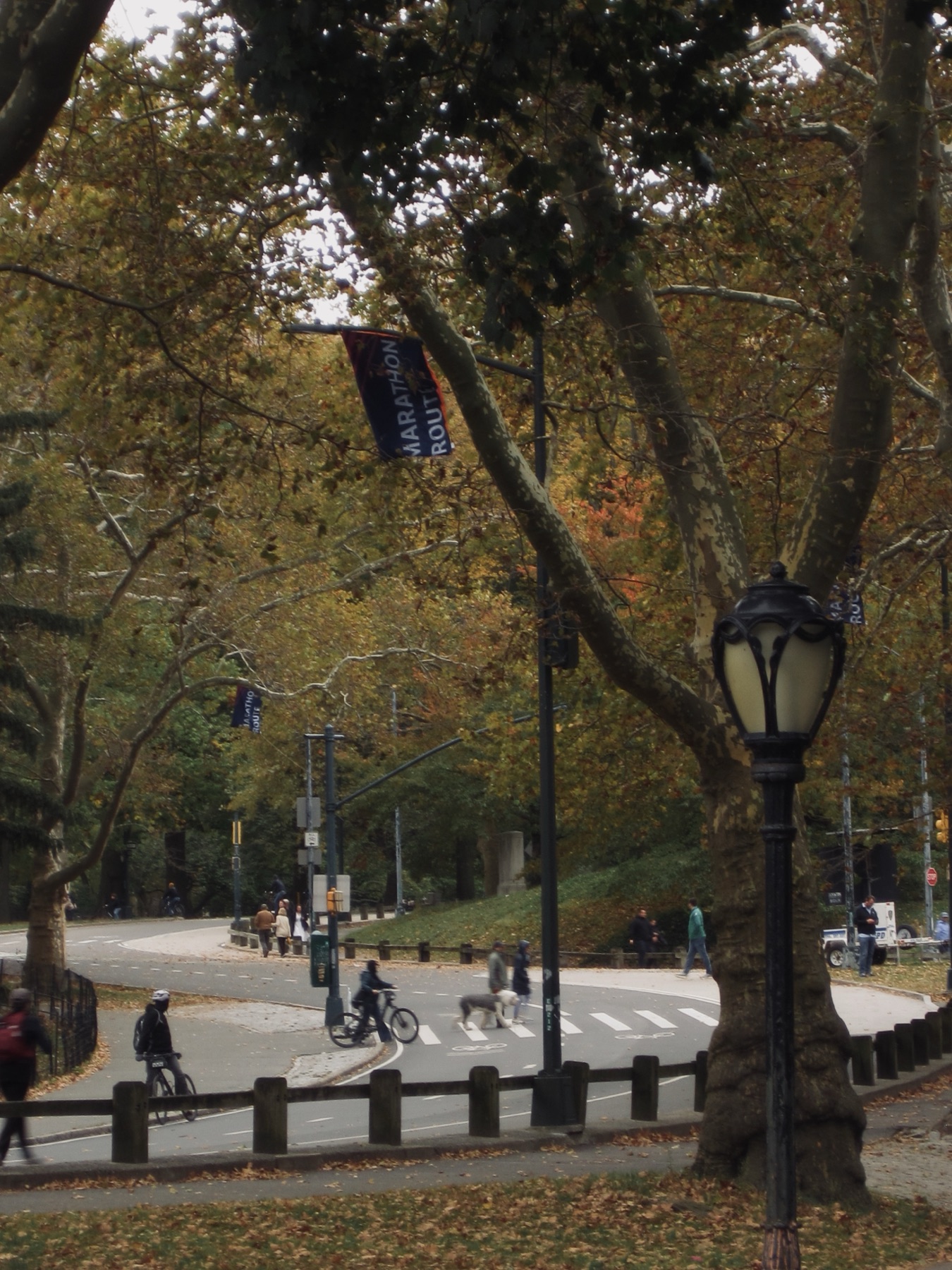 Cyclists at a crossing under plane trees