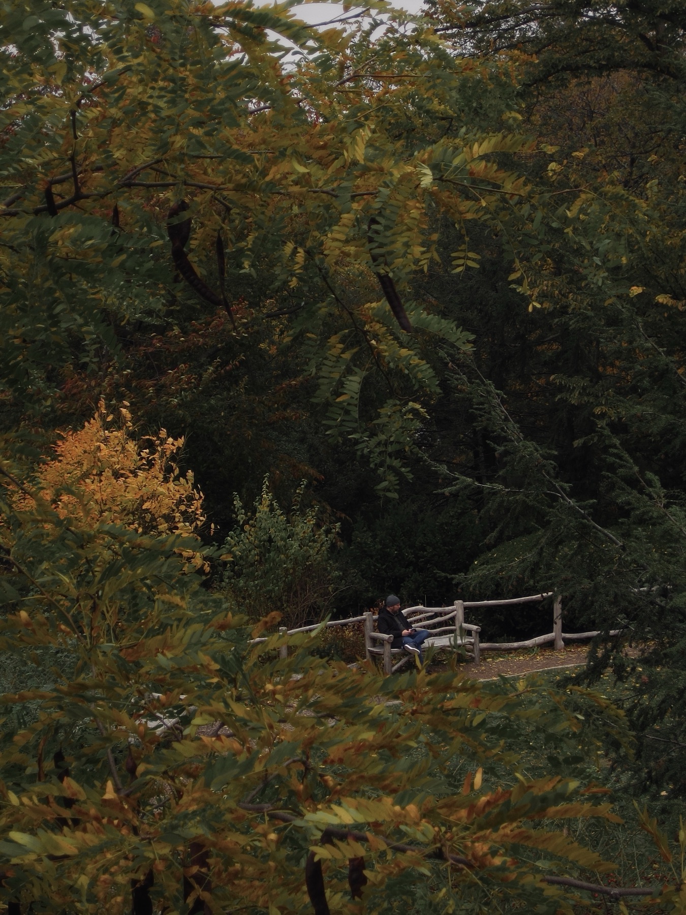 A reader on a rustic bench deep in the foliage