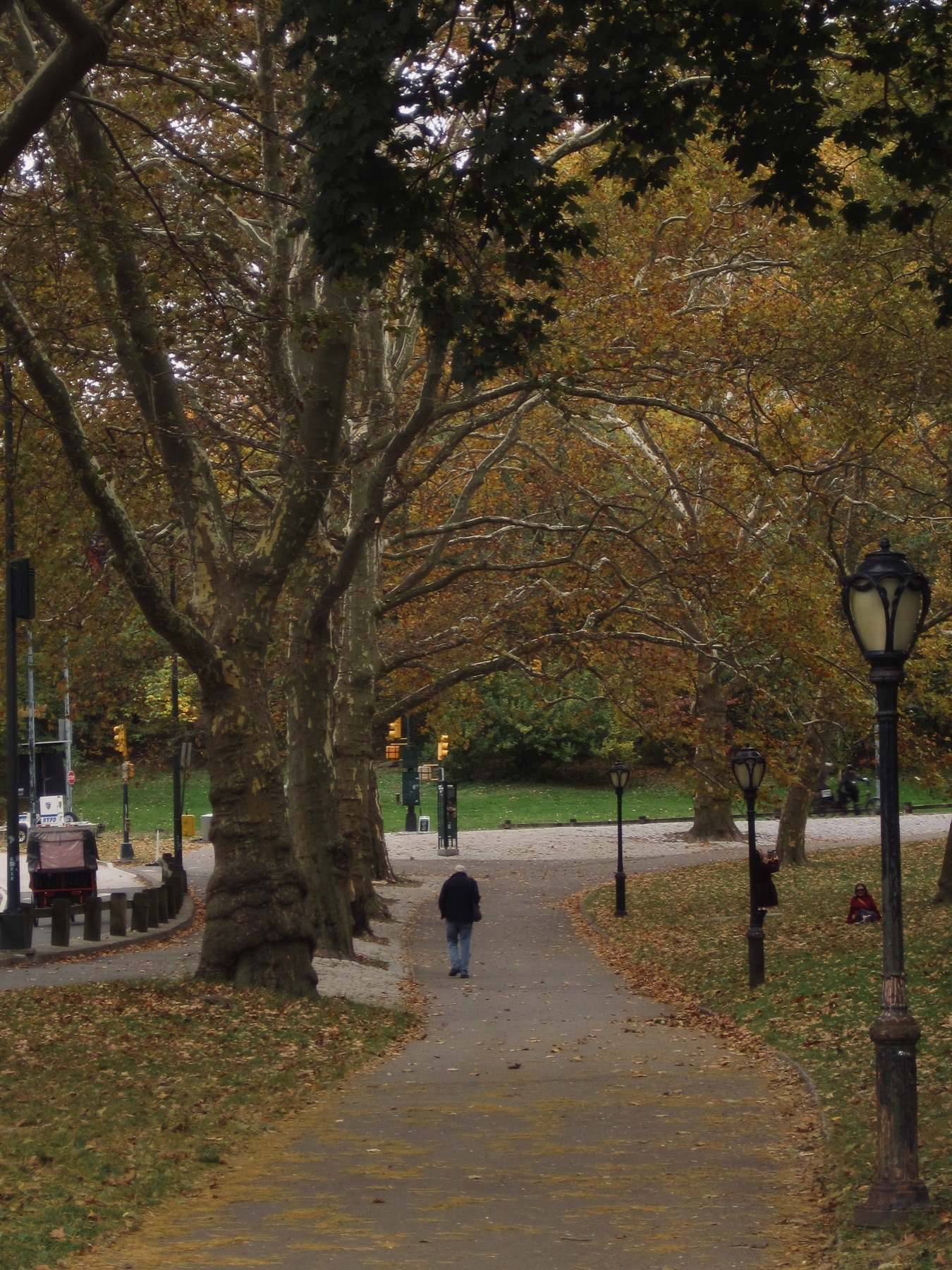 A walker on a leaf-covered path under plane trees