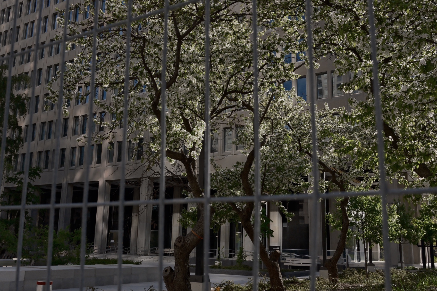Blossoming trees against a dark office tower
