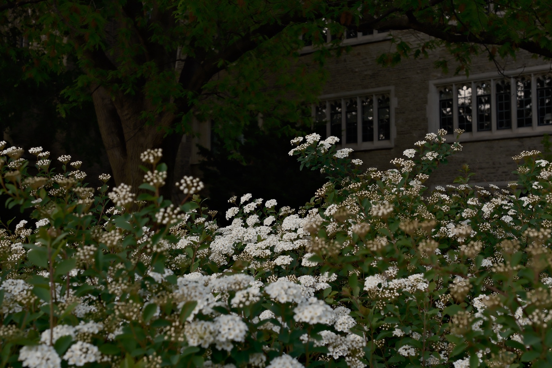 White spirea in bloom before a gothic window