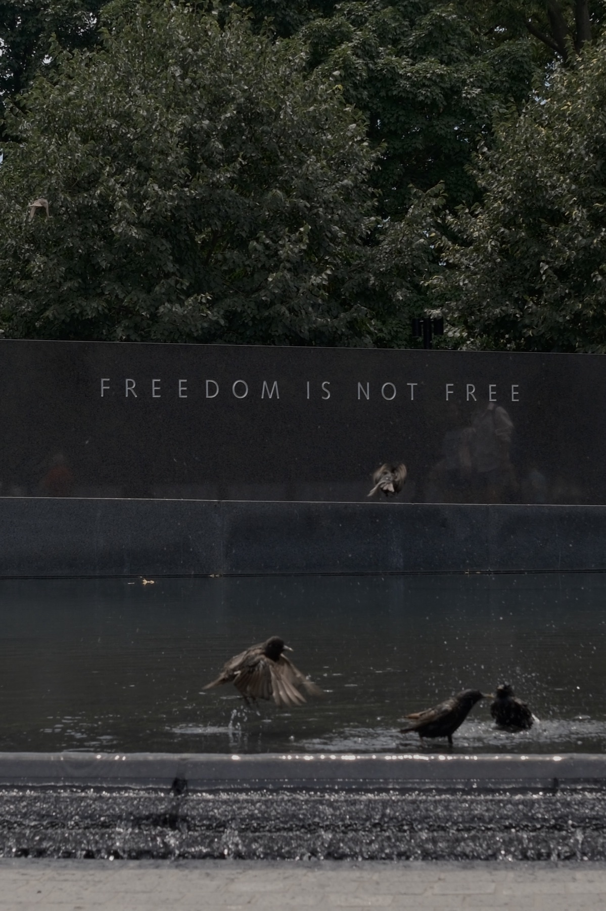 Sparrows bathing under the words Freedom Is Not Free
