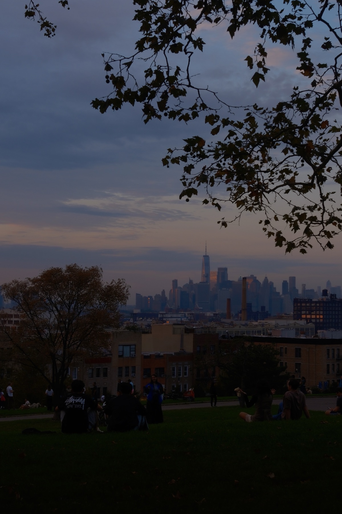 A branch over a pink evening sky, the skyline far away