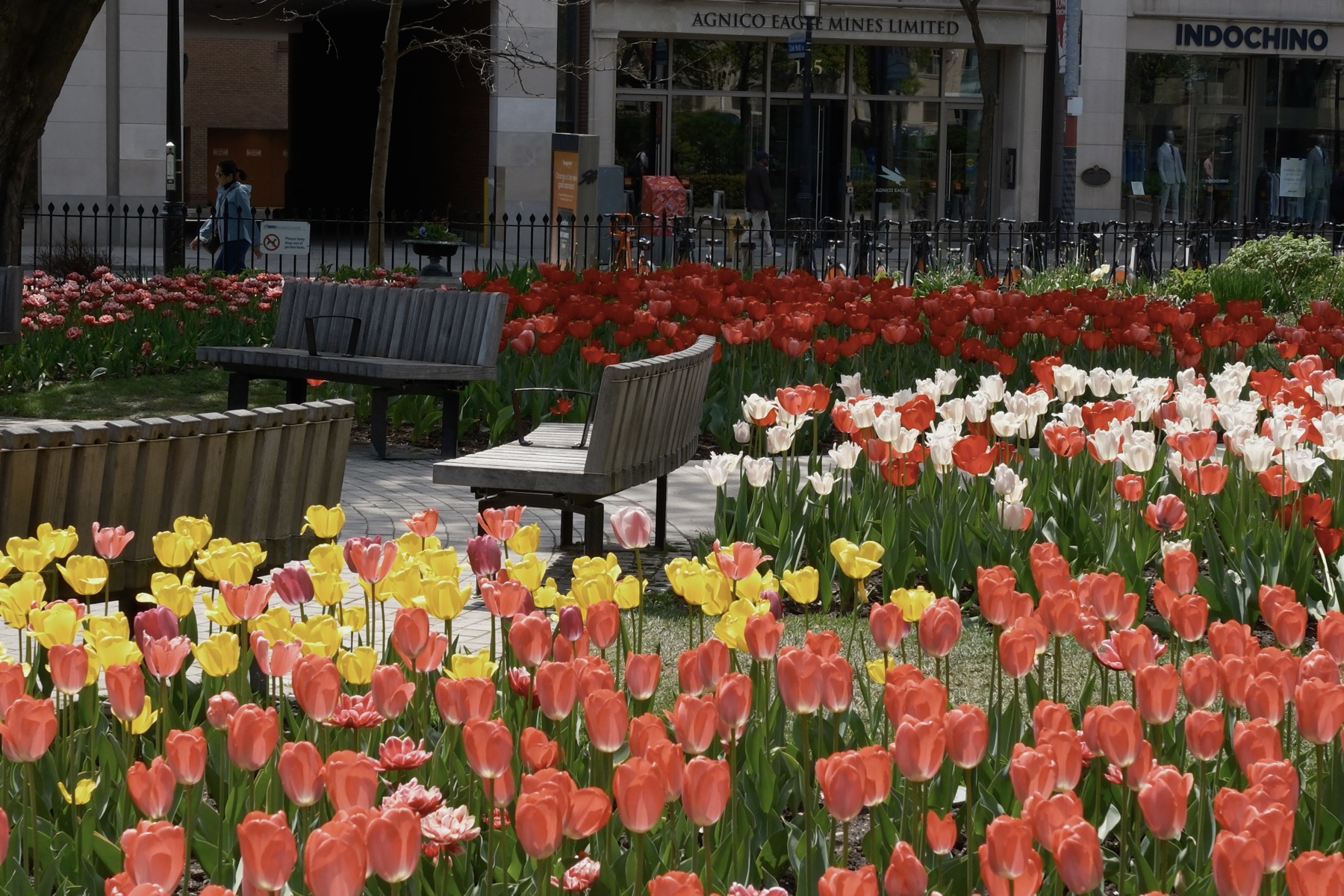 Tulip beds and benches in a downtown garden