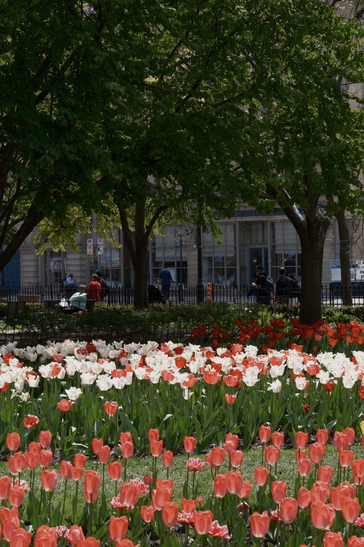 Red and white tulips under spring trees