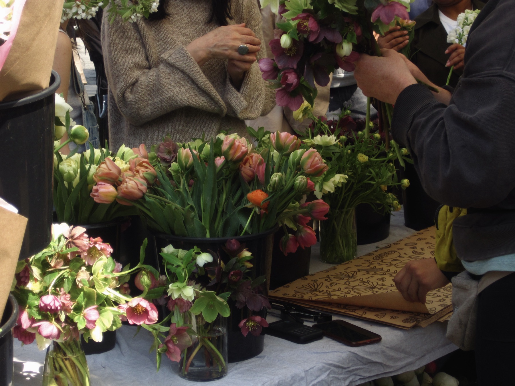 Hands choosing hellebores at a table