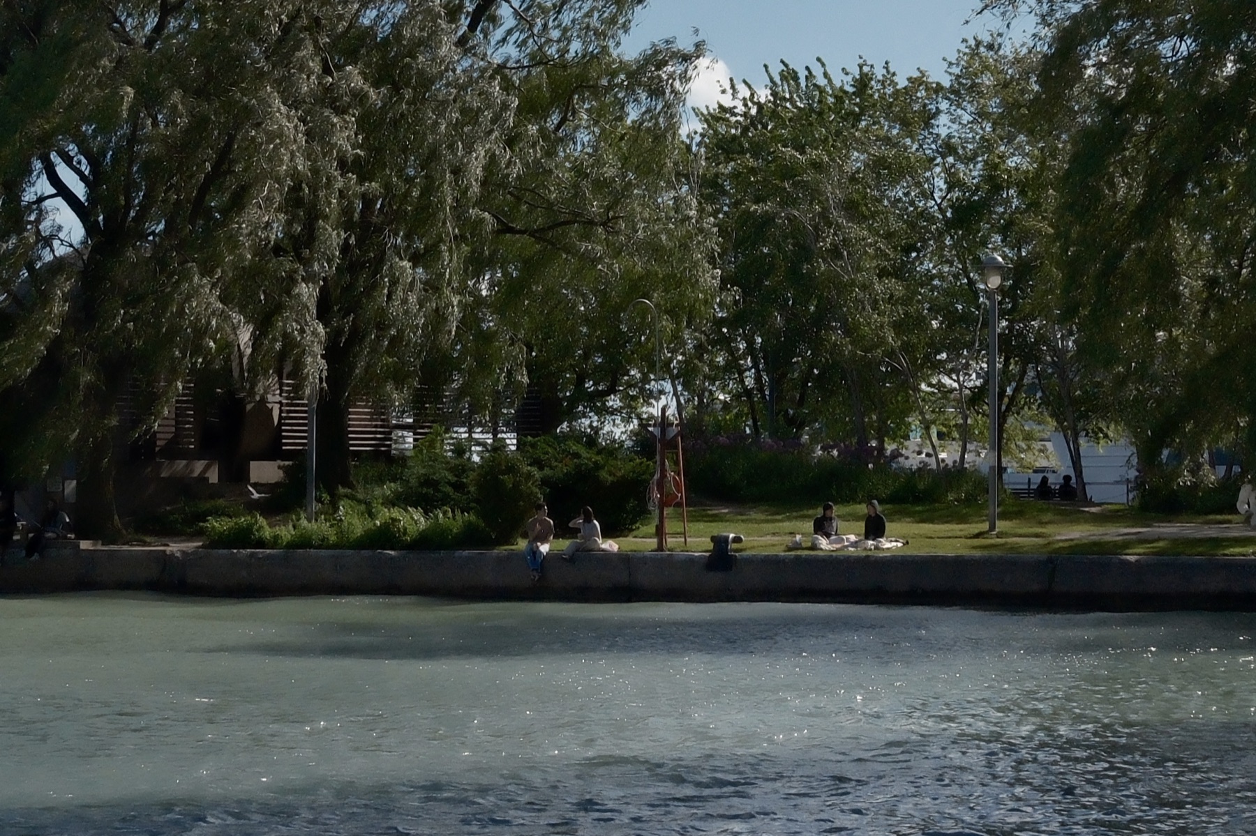 Willows leaning over the seawall