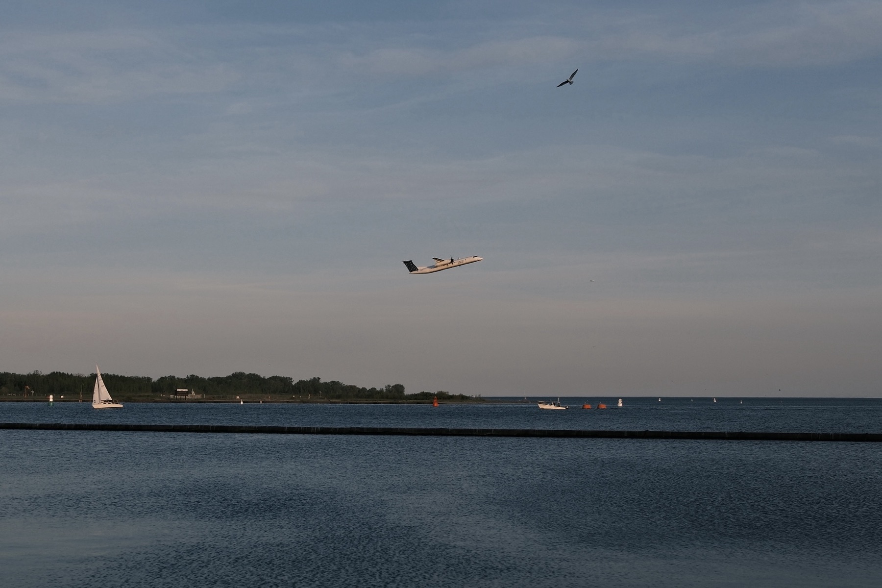 A small plane descending toward the island airport, a gull crossing