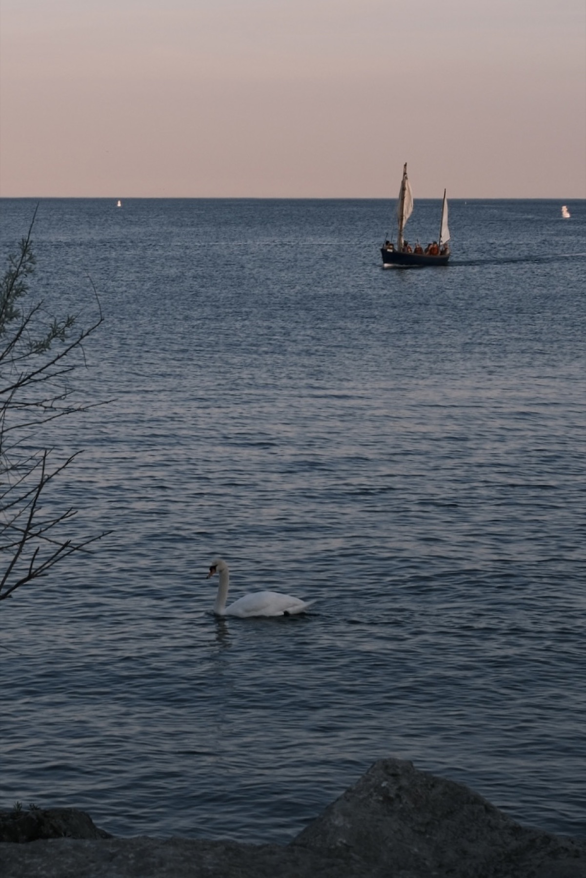 A swan on the water, a tall ship behind